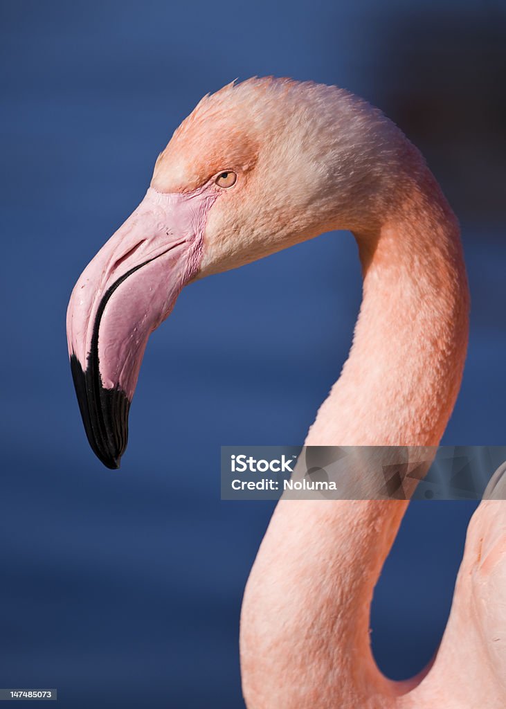 머리 핑크 flamingo - 로열티 프리 고여 있는 물 스톡 사진