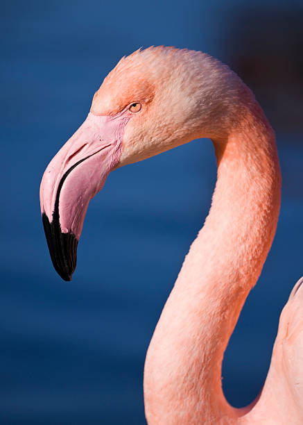 Cabeça de um flamingo Rosa - fotografia de stock