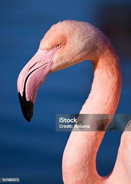 Foto de Cabeça De Um Flamingo Rosa e mais fotos de stock de Animal - Animal, Ave Aquática, Azul