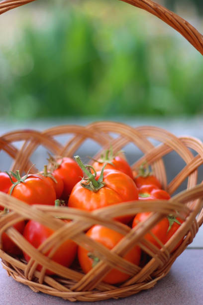 istock Basket of Tomatoes 1474850927
