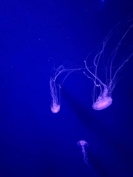 istock Jellyfish in Singapore 1474851247