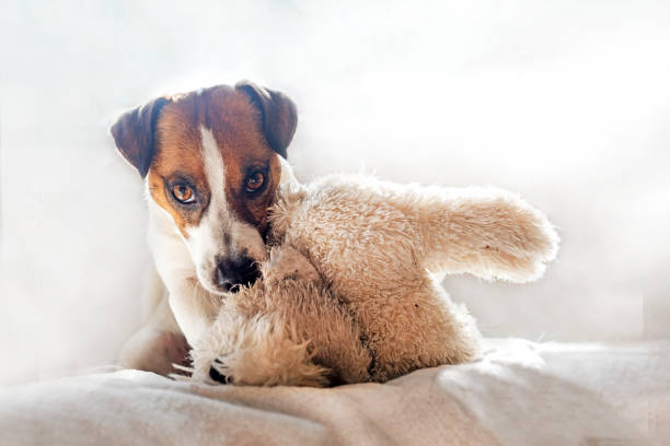 istock funny jack russell terrier plays with a soft toy, horizontal 1474852740