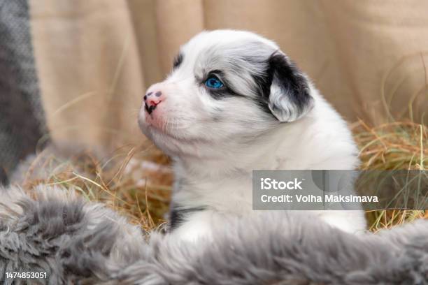 Premium Photo  A closeup shot of a spotted border collie blue merle dog  with heterochromia eyes