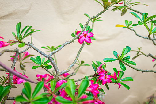 Adenium obesum desert rose flower with green leaves, vibrant vivid pink color closeup against wall as decorative plant for landscaping blooming in south Florida
