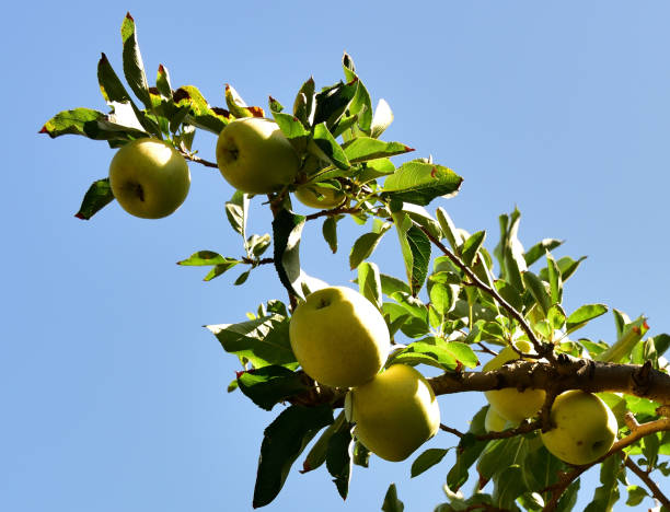 istock Sunshine on ripe golden delicious apples ready for the picking 1474853146