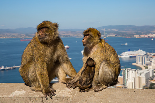A family of wild monkeys  with an infant in the Upper Rock area of Gibraltar.  The port of Gibraltar and mainland Spain in the background.