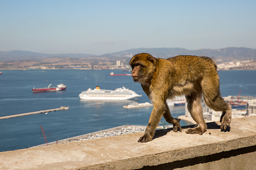 A wild monkey walking on a wall in the Upper Rock area of Gibraltar.  A number of ships and mainland Spain in the background.