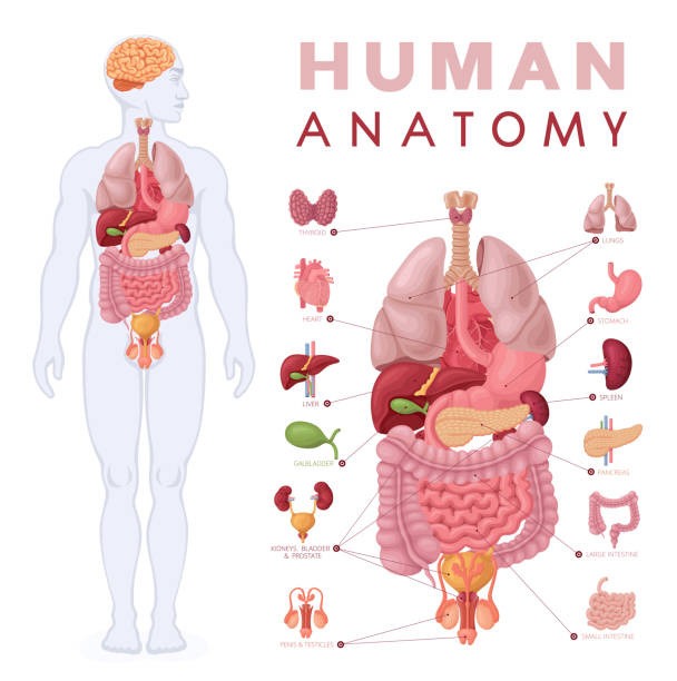 illustrations, cliparts, dessins animés et icônes de anatomie humaine. diagramme du corps et des organes masculins. - pancréas humain