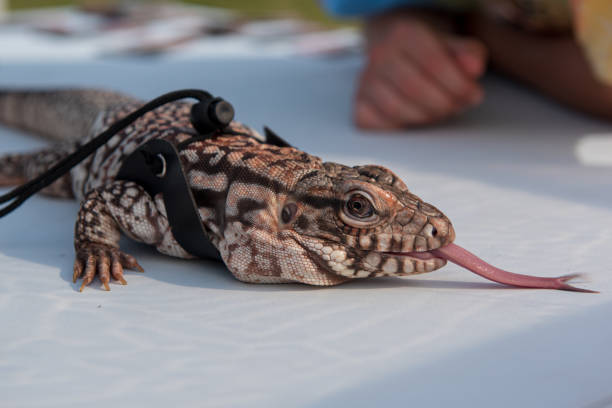 istock Tegu, Reptile sticking tongue out 1474854794