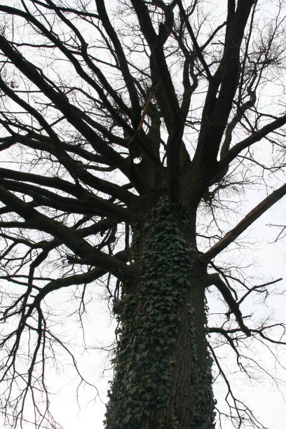 istock Old oak wrapped with ivy 1474856031