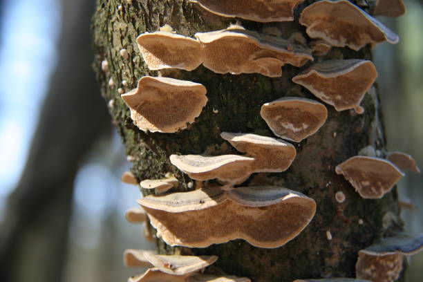 istock Closeup of mushrooms on a tree 1474856032