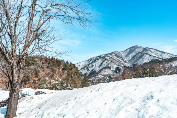 葉のない房の木立、雪山の上の乾いた枝を持っている多くの鳥は、白川郷村からこの景色を眺めています。