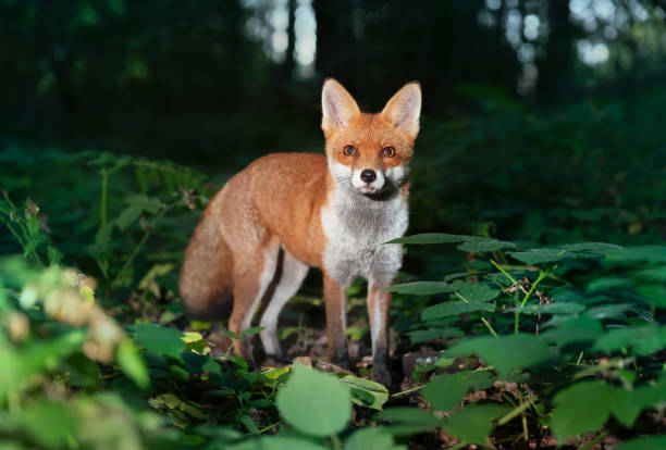 istock Close up of a Red fox in forest at night 1474857963