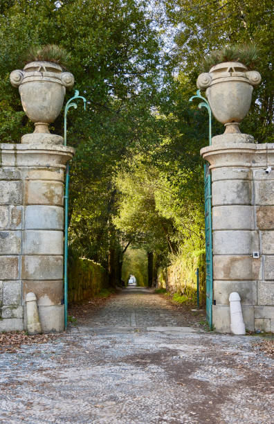 avenue sous les arbres. - boulevard mansion road grounds photos et images de collection