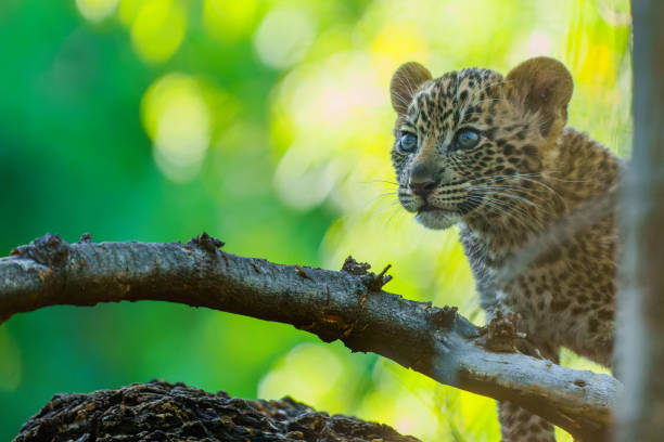 istock Leopard cub in Mashatu Game Reserve 1474858123