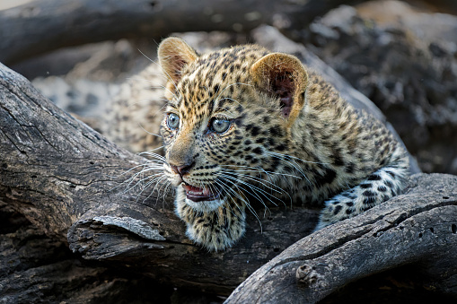 Cute Leopard cub. This leopard (Panthera pardus) cub is coming out of the den when his mother arrives - Mashatu Game Reserve in the Tuli Block in Botswana