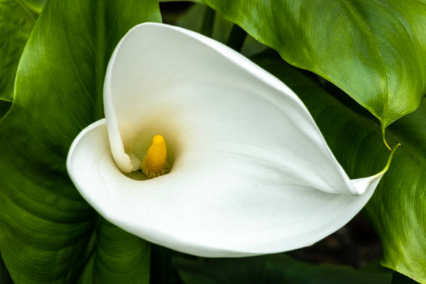 istock Zantedeschia aethiopica 1474858318