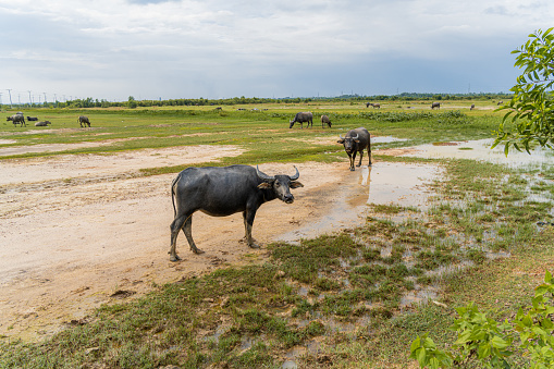 Vietnam buffalo and the rice field in Long An