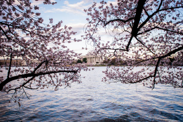 istock Cherry Blossoms Tidal Basin, Jefferson Memorial 1474859370