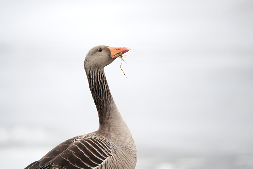 Adult Canada goose (Branta canadensis) resting in Wausau, Wisconsin during the springtime, horizontal