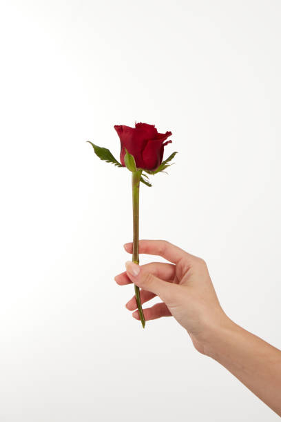 istock Female Hand Holds Roses On White 1474860676