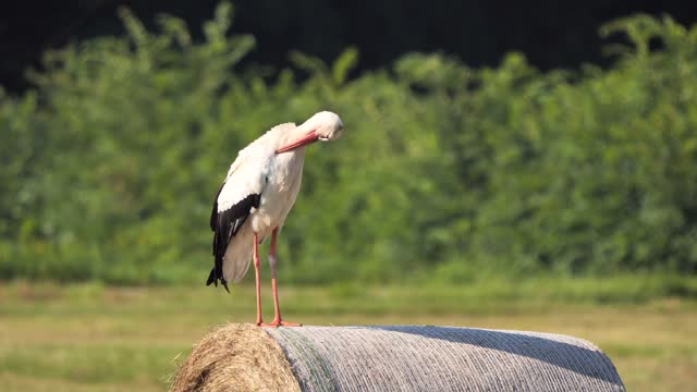 White stork preening feathers on straw bale