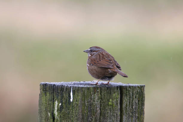 istock Song Sparrow (melspiza melodia) perched on a big tree stump 1474863872