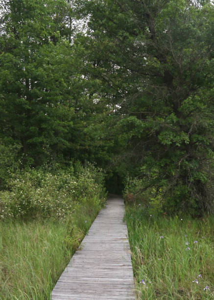 istock Boardwalk trail leading into a forest at Secor Metropark, Toledo 1474864057