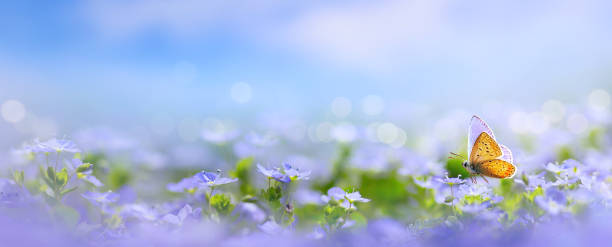 istock Beautiful blurred spring nature background with blooming meadow and blue sky on a sunny day. Butterfly and delicate blue flowers 1474864264