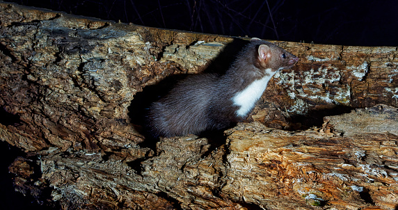 marten photographed with a camtrap