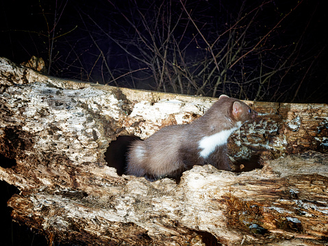 marten photographed with a camtrap