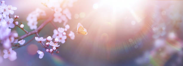 istock Spring Flowers and Fly Butterfly; Cherry Tree Blossoms On  With Defocused Sunlight Background- The Easter Nature Design with copy space 1474864556