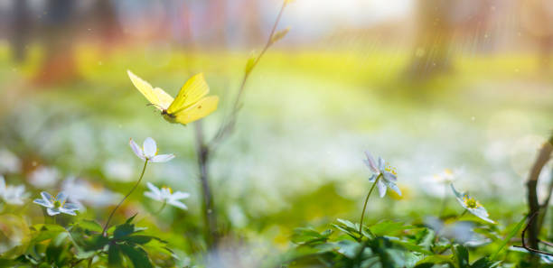 istock Spring Forest Glade With White Spring Flowers And Yellow Butterflies on a Sunny Day. Happy Easter Morning 1474864896