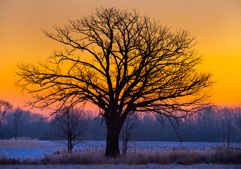 Glowing dawn sky silhouettes old tree alone in snowy Winter field.