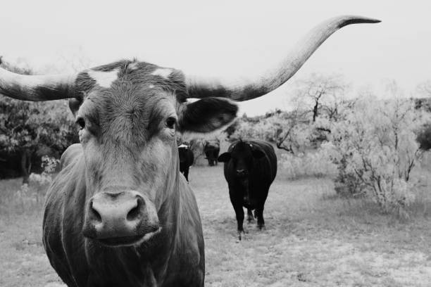 черно-белая фотография техасской длиннорогой коровы - bull texas longhorn cattle horned white стоковые ф�ото и изображения