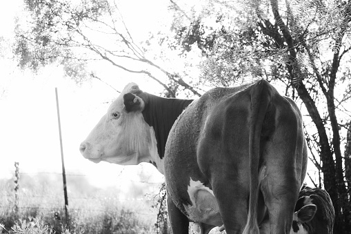 black and white photo of a Hereford cow with calf in the summer Texas field