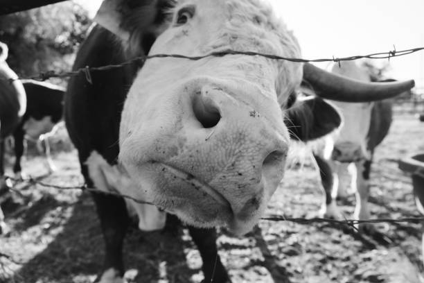 byk hereford na farmie - field hereford cattle domestic cattle usa zdjęcia i obrazy z banku zdjęć
