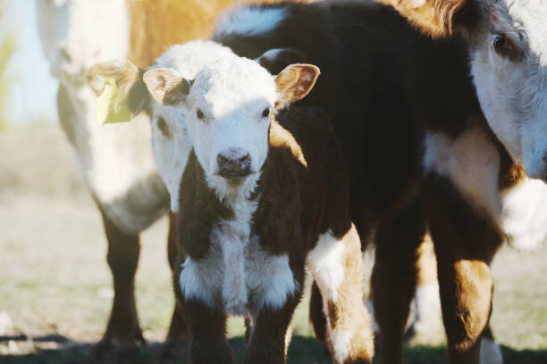 cielę hereford na farmie - field hereford cattle domestic cattle usa zdjęcia i obrazy z banku zdjęć