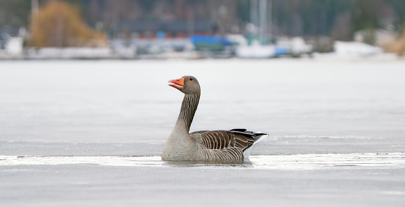 Greylag goose swimming in the Oslo Fjord outside Oslo.