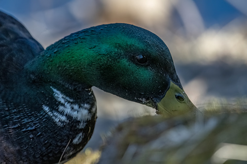 A mallard drake with leucism or possible hybrid close up of head.