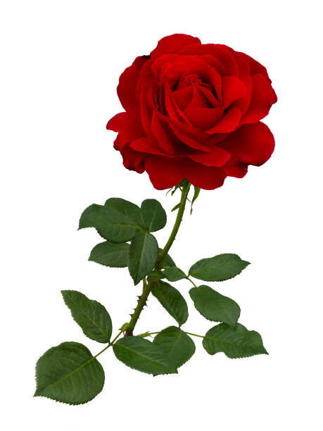 istock Bright red rose with green leaves isolated on white 1474871423