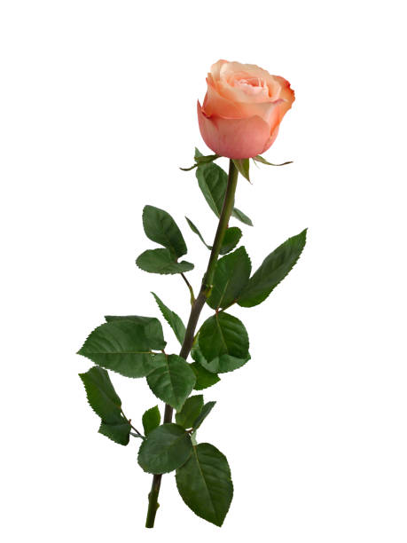 istock Bright pink rose with green leaves isolated on white 1474871464
