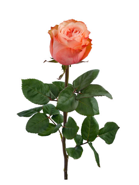 istock Bright pink rose with green leaves isolated on white 1474871528