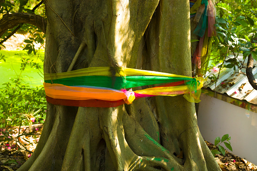 Colored thai scarfs around tree for fertility spirituality in Wachirabenchathat Park (Rot Fai Park) in Bangkok