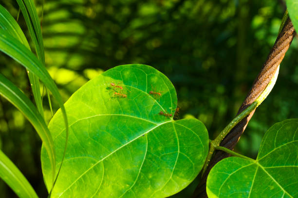 Brown thai ants on big green leaf in Wachirabenchathat Park (Rot Fai Park) in Bangkok