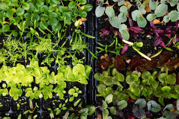 Seed trays house rows of new plant growth, fresh green colored sprouts rising toward the light.  Garden prep for the coming summer sun.  Fun hobby with practical food results.