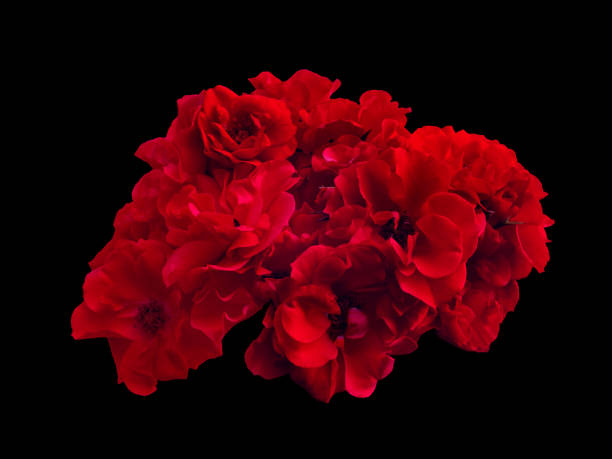 黒い背景に分離赤いバラの花束