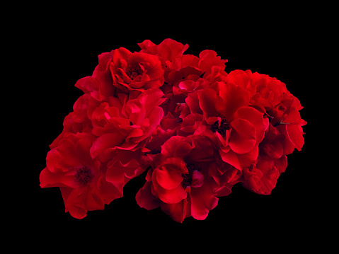 Bouquet of red roses isolated on black background. Detail for creating a collage