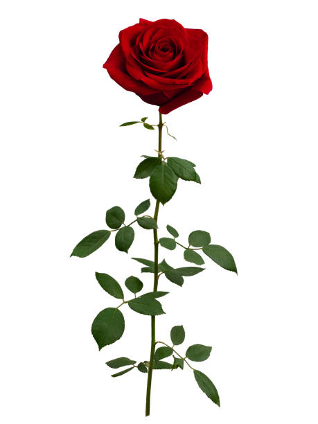 istock Bright red rose with green leaves isolated on white 1474873402