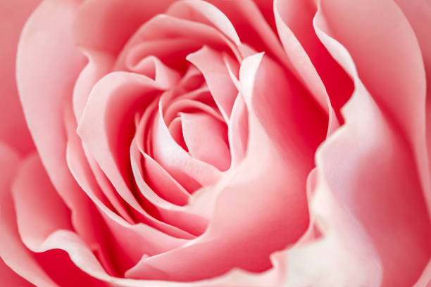 istock Rose pink flower, open petals bud, close-up, top view, selective focus 1474876323